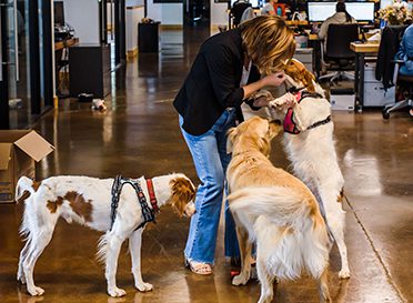 Investinet dogs in office